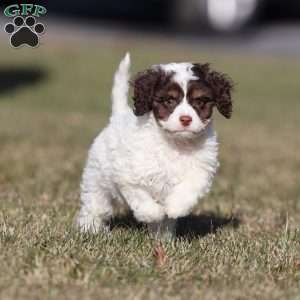 Snickerdoodle, Cavapoo Puppy